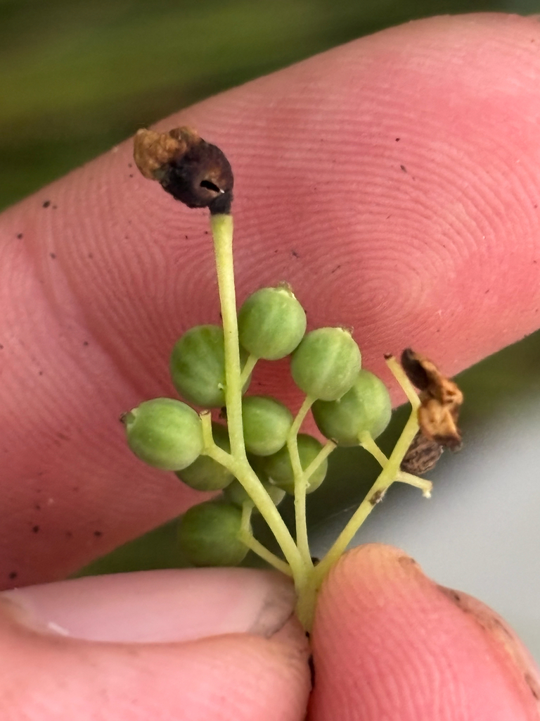Contarinia sambuci