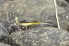 Motacilla cinerea