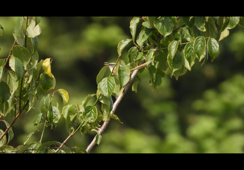 Hill Prinia