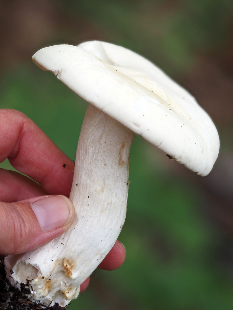 Entoloma subsinuatum