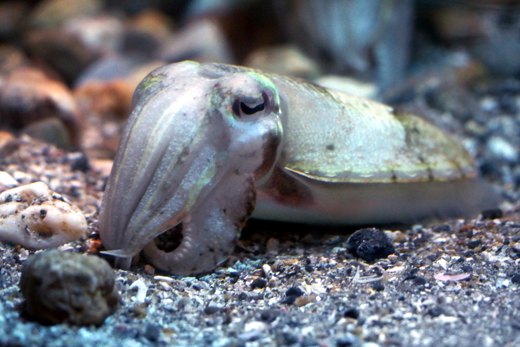 Golden Cuttlefish