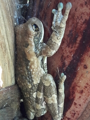 Trachycephalus vermiculatus