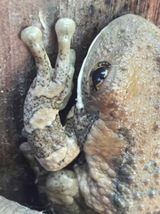 Trachycephalus vermiculatus