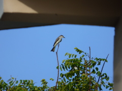 Tyrannus dominicensis