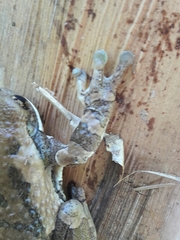 Trachycephalus vermiculatus