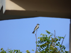 Tyrannus dominicensis