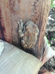 Trachycephalus vermiculatus