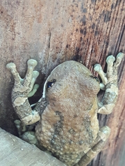 Trachycephalus vermiculatus