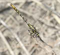 Phanogomphus militaris