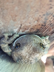 Trachycephalus vermiculatus