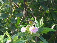 Coereba flaveola