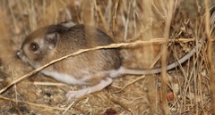 Dipodomys heermanni