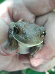 Trachycephalus vermiculatus