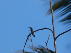Anthracothorax dominicus