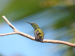 Anthracothorax dominicus