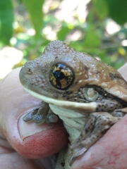 Trachycephalus vermiculatus