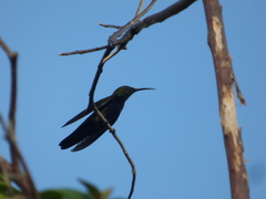 Anthracothorax dominicus