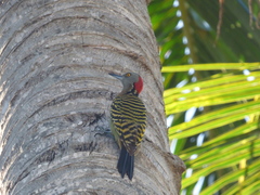 Melanerpes striatus