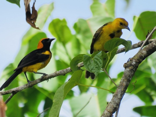 Orange-crowned Oriole (Icterus auricapillus), photo 9