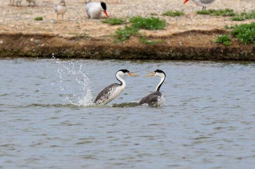 iNaturalist observation photo of Clark's Grebe