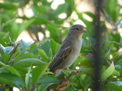 Passer domesticus