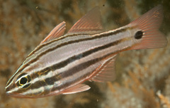 Ostorhinchus limenus