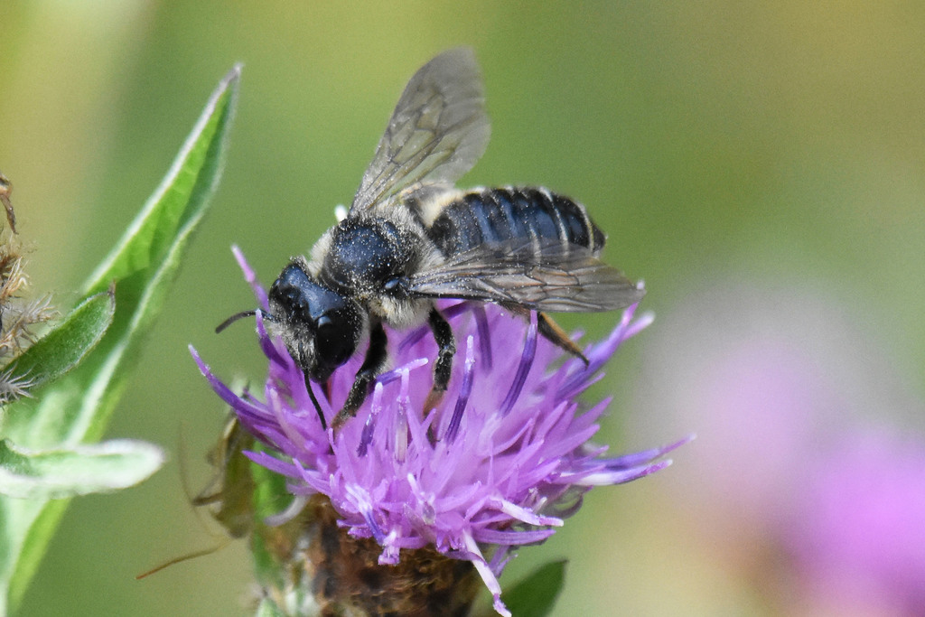 Megachile