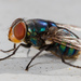 Oriental Latrine Fly - Photo (c) portioid, some rights reserved (CC BY-SA), uploaded by portioid