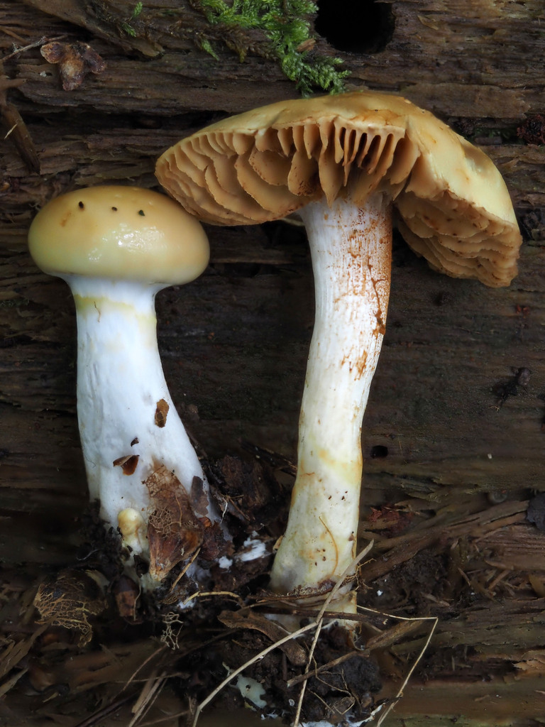 Phlegmacium sp. 'argutum-NB01'