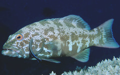 Leopard Coralgrouper photo 4