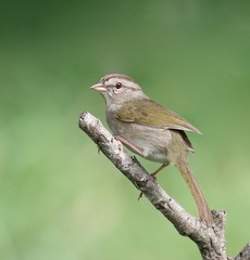 Olive Sparrow photo 4