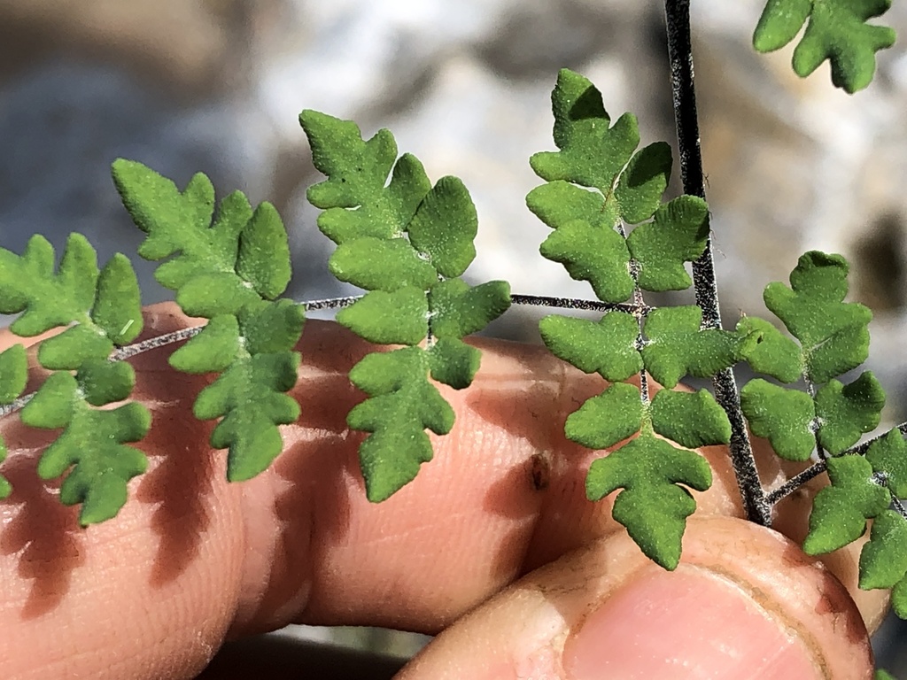 Baja California false cloak fern