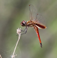 Tramea darwini