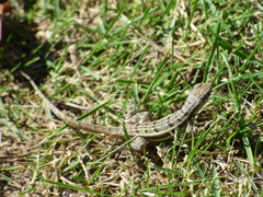 Leiocephalus personatus