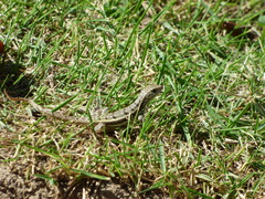 Leiocephalus personatus