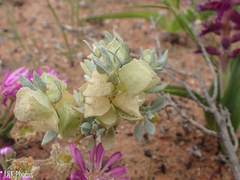 Atriplex lindleyi