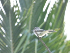 Tyrannus dominicensis