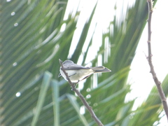 Tyrannus dominicensis