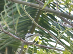 Tyrannus dominicensis