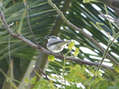 Tyrannus dominicensis