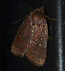Pseudorthodes vecors
