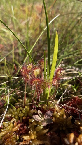 round-leaved sundew