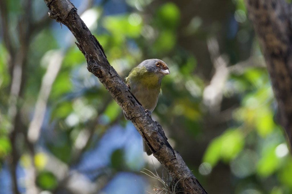 Rufous-browed Peppershrike (Ochre-crowned)