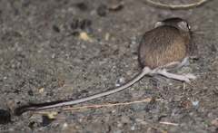 Dipodomys heermanni