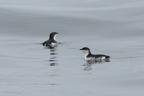 Scripps's Murrelet (Synthliboramphus scrippsi), photo 7