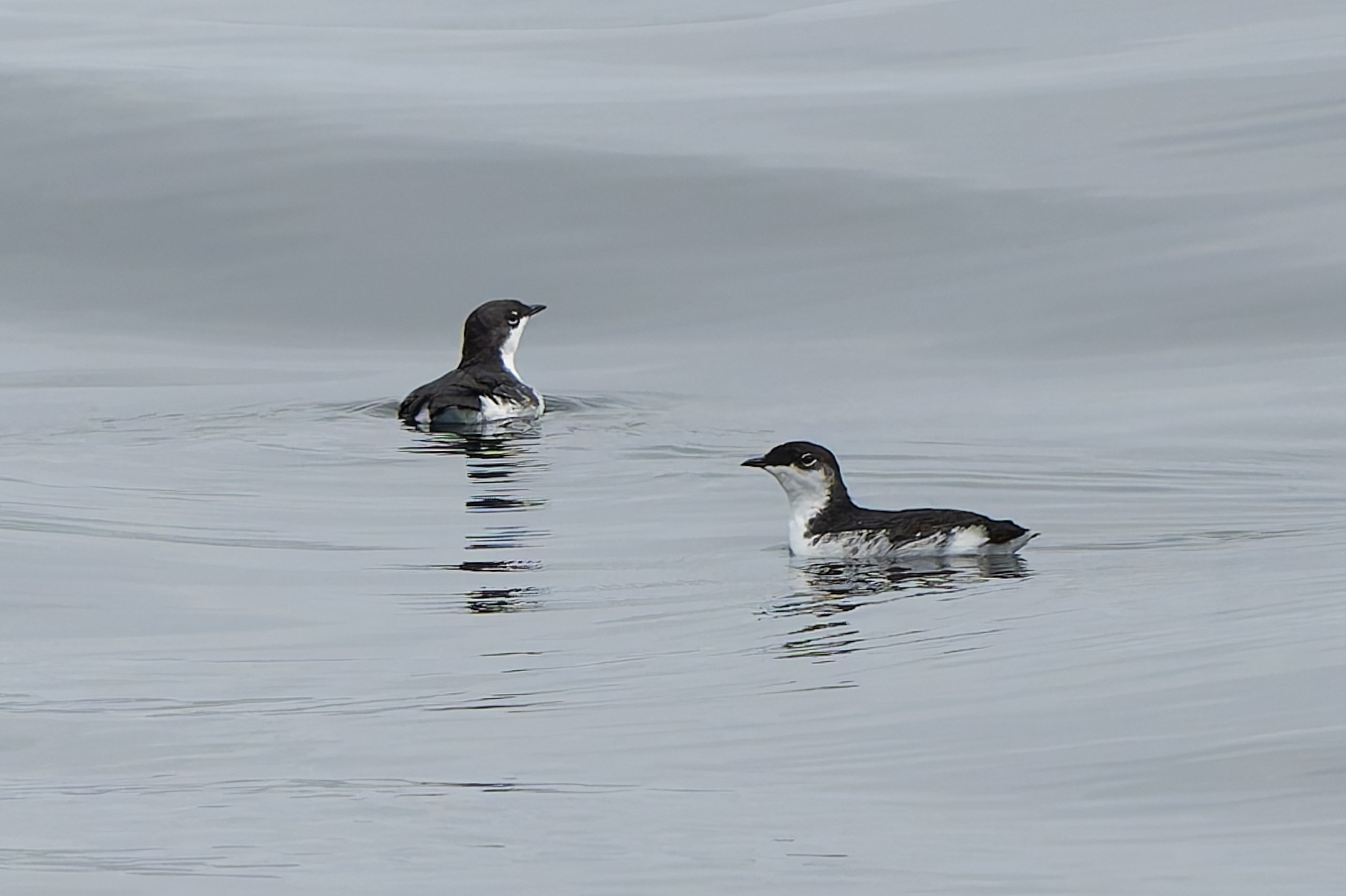Scripps's Murrelet (Synthliboramphus scrippsi), photo 6