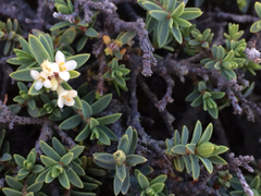 Pimelea prostrata prostrata