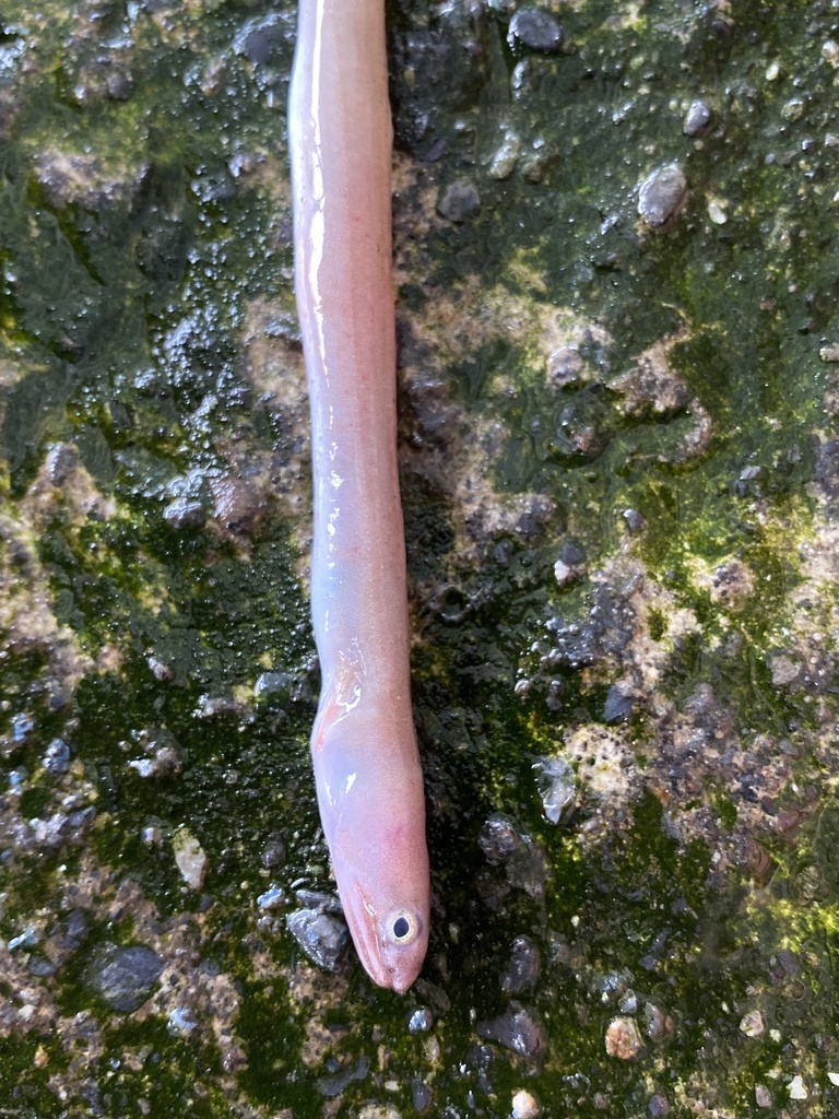 Ophichthus asakusae