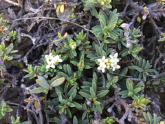 Pimelea prostrata prostrata