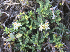 Pimelea prostrata prostrata